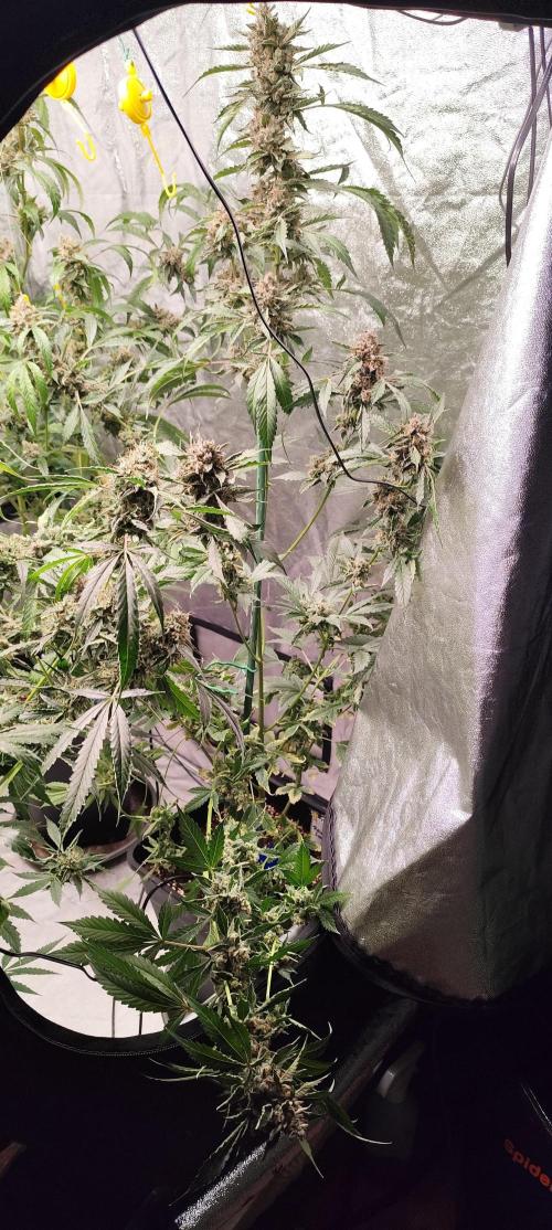 Mephisto's Run. Week 11