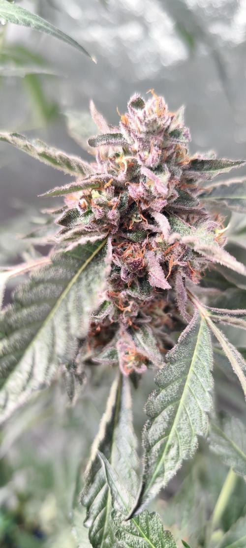 Mephisto's Run. Week 11
