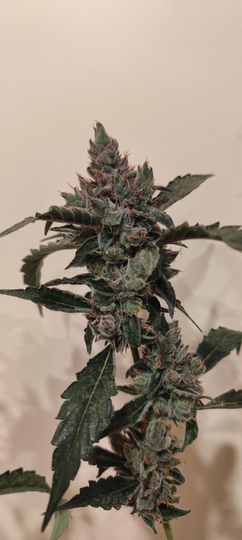 Mephisto's Run. Week 11
