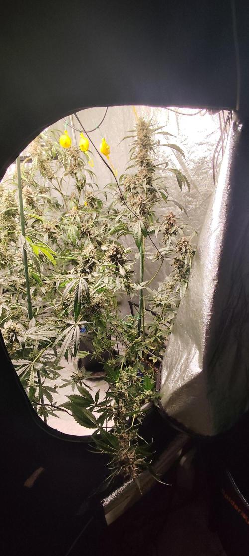 Mephisto's Run. Week 11