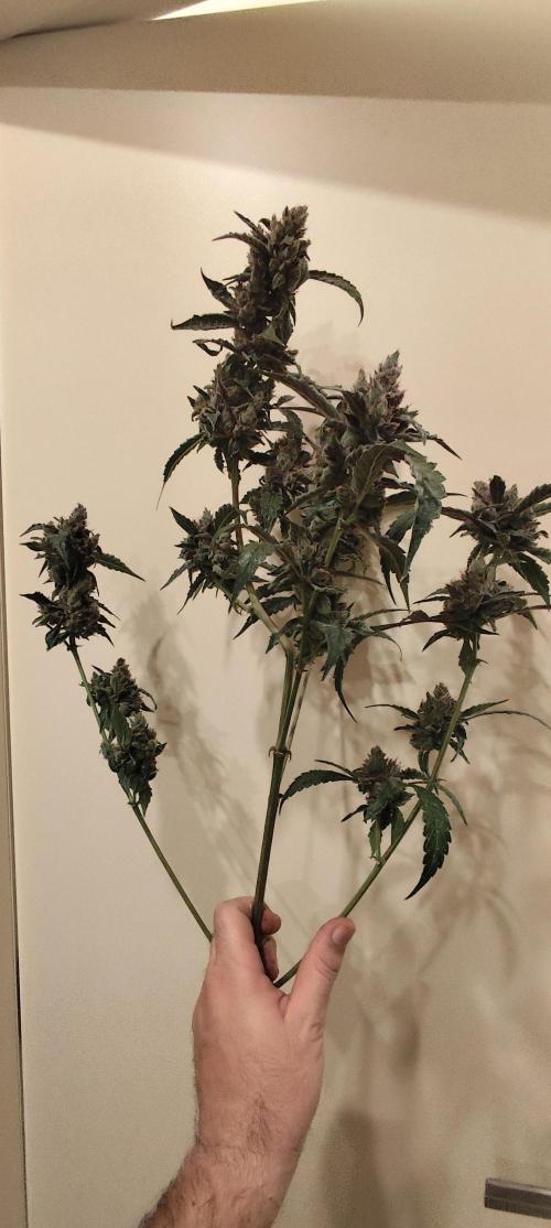 Mephisto's Run. Week 11