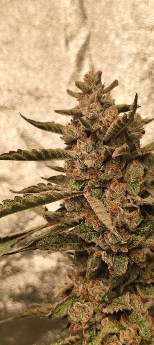 Mephisto's Run. Week 11