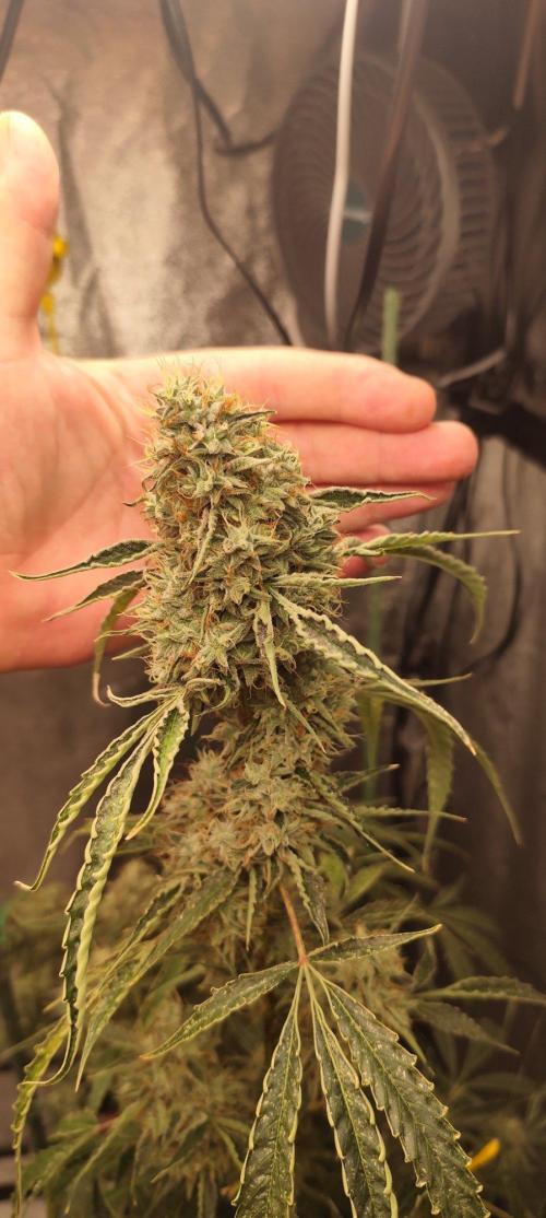 Mephisto's Run. Week 11