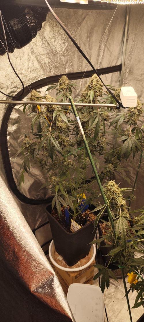 Mephisto's Run. Week 11