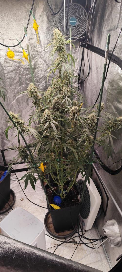 Mephisto's Run. Week 11