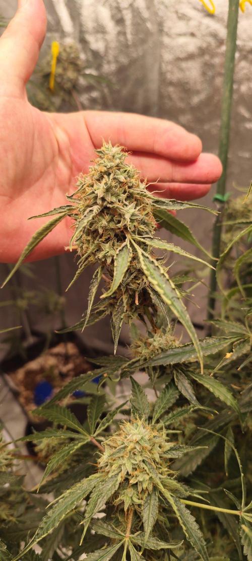 Mephisto's Run. Week 11
