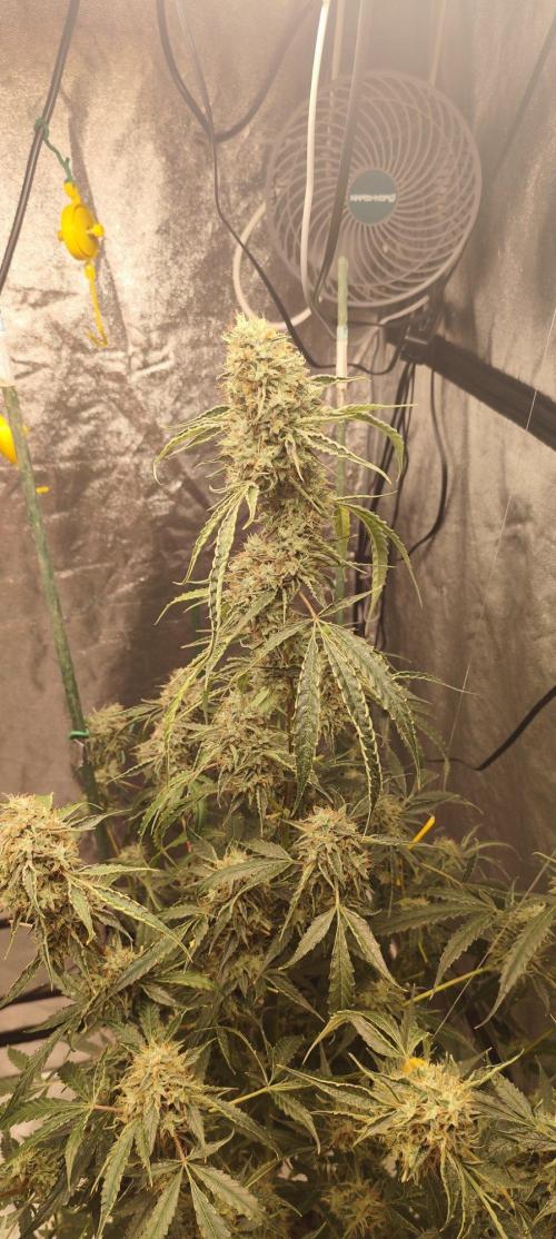 Mephisto's Run. Week 11