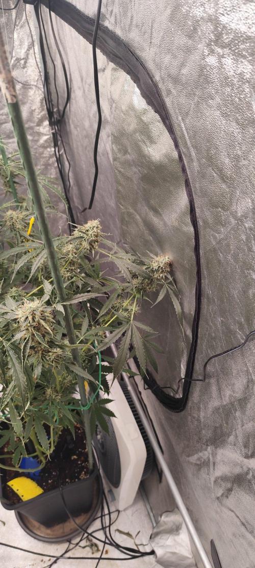 Mephisto's Run. Week 11