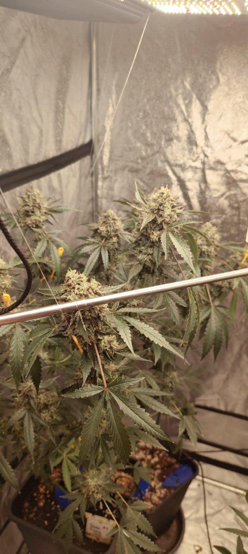 Mephisto's Run. Week 11