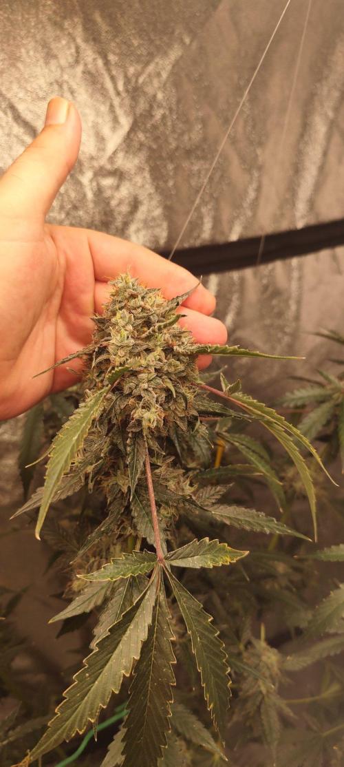 Mephisto's Run. Week 11