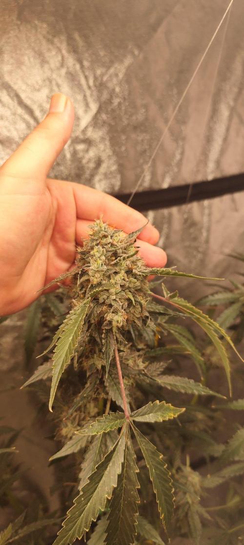 Mephisto's Run. Week 11