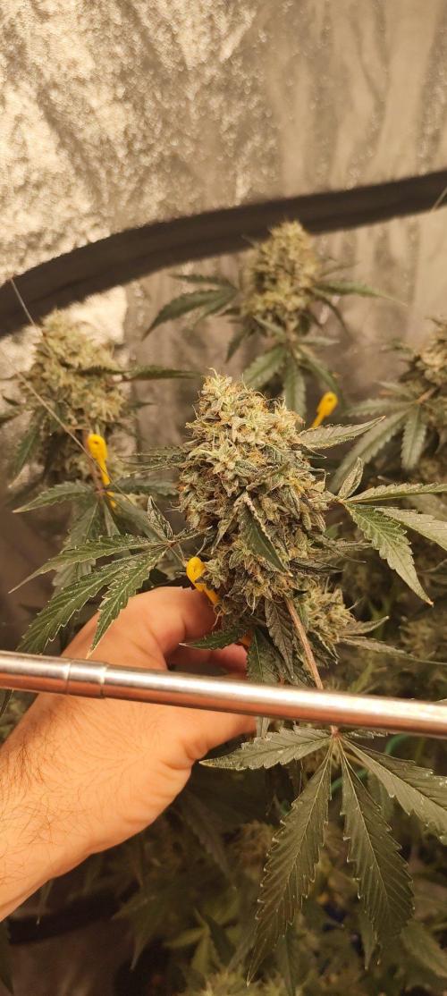 Mephisto's Run. Week 11
