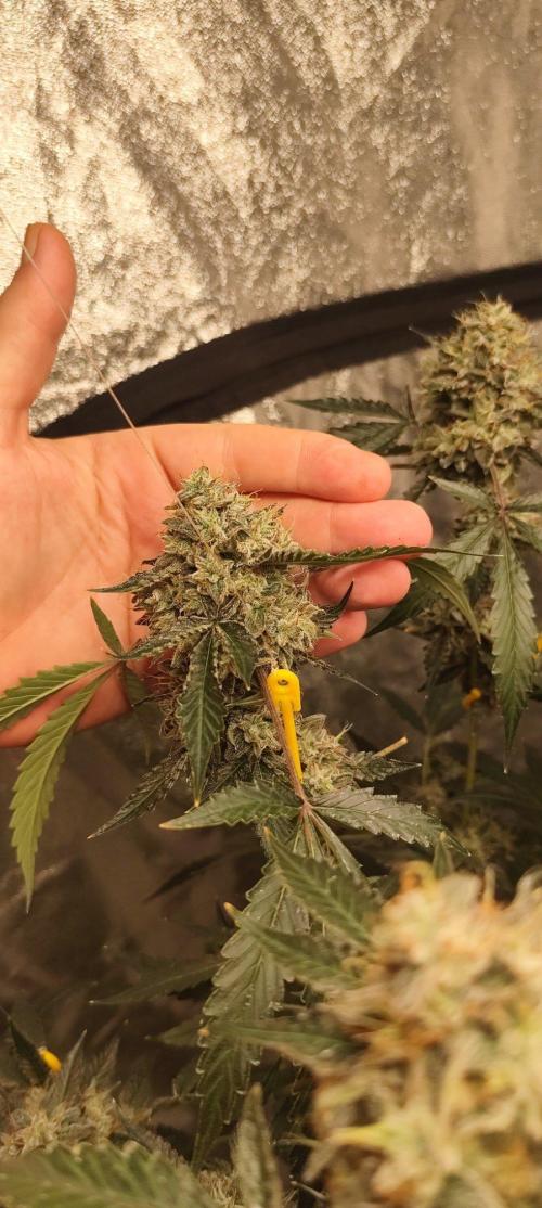 Mephisto's Run. Week 11