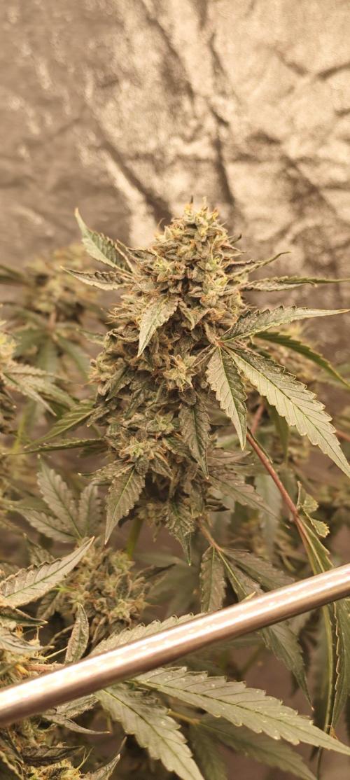 Mephisto's Run. Week 11