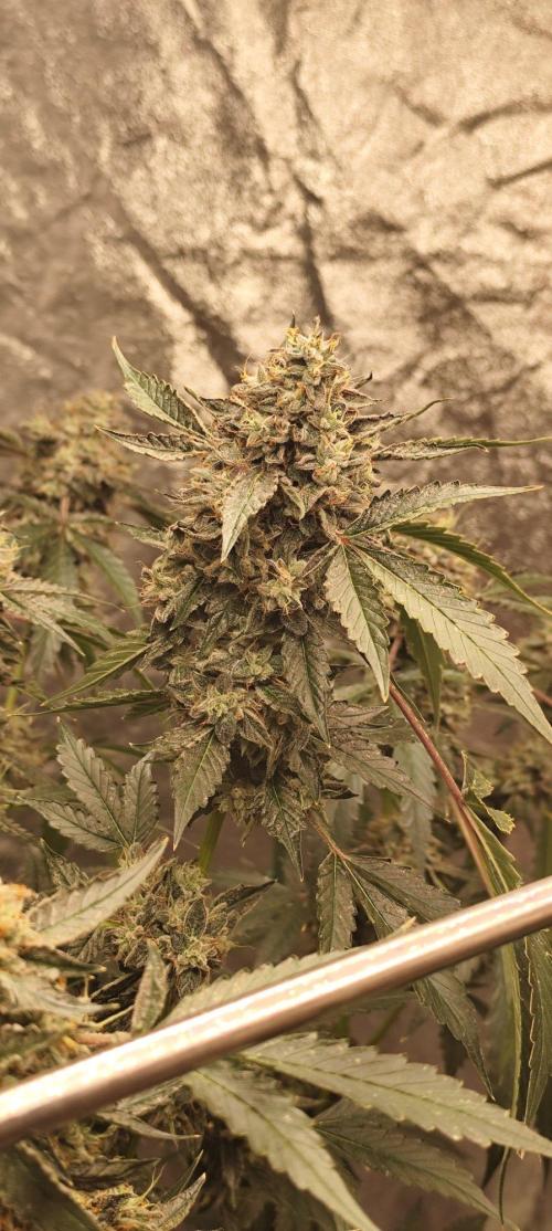 Mephisto's Run. Week 11