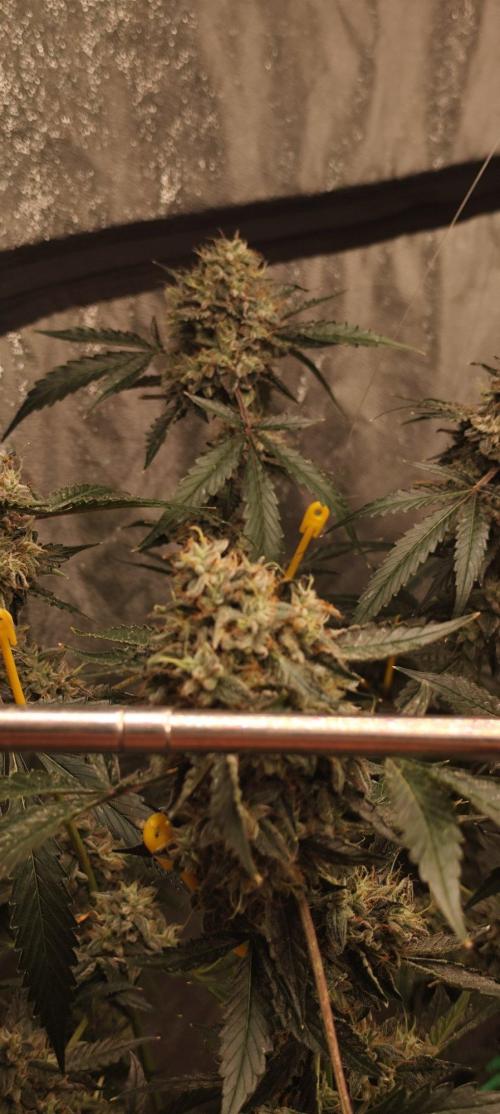 Mephisto's Run. Week 11