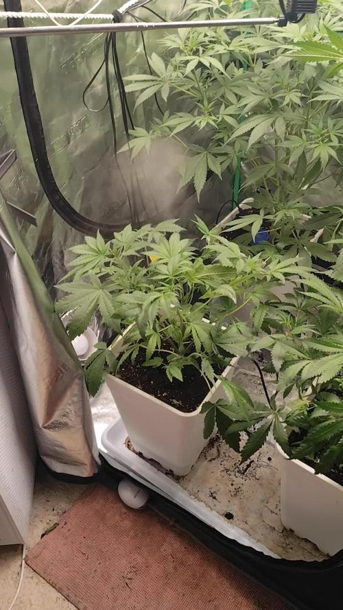 Strawberry Gorilla RF3 + ZtrawberrieZ