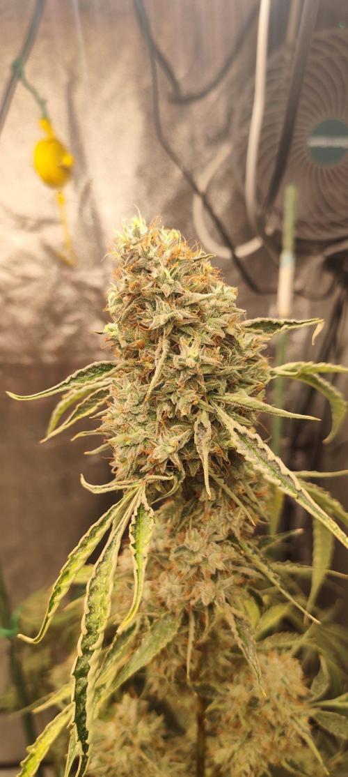 Mephisto's Run. Week 12 - BFO 2