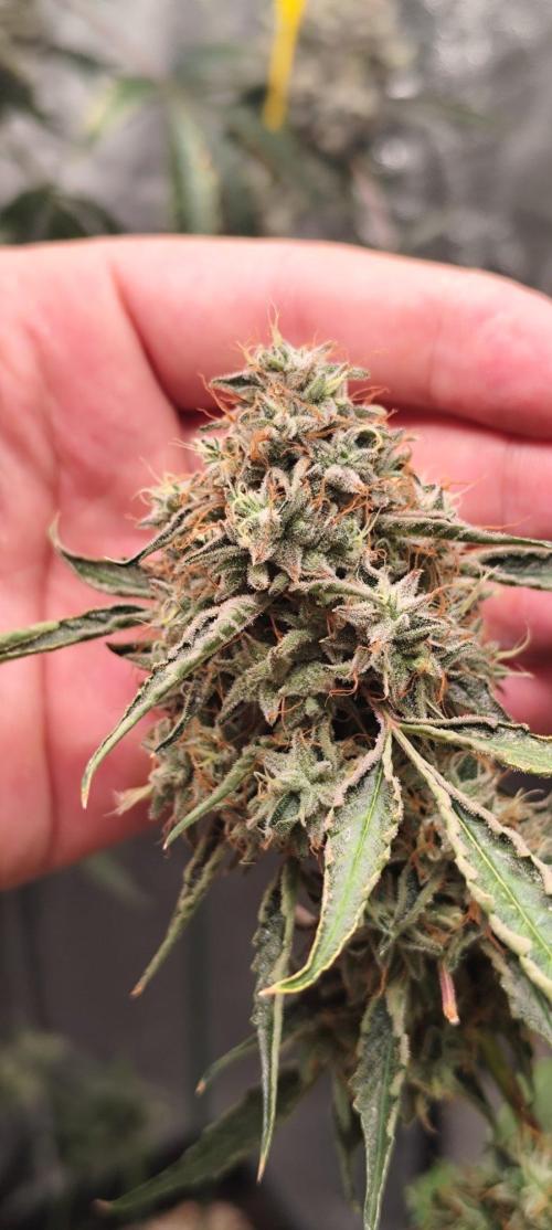 Mephisto's Run. Week 12 - BFO 2