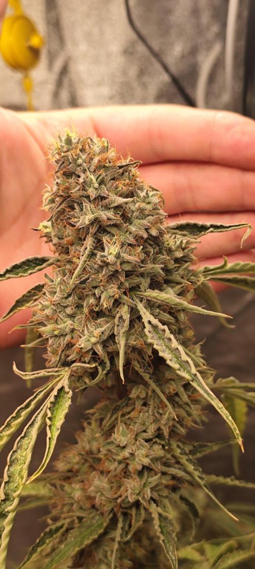 Mephisto's Run. Week 12 - BFO 2