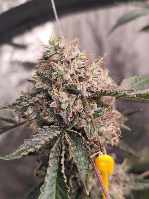 Mephisto's Run. Week 12 - BFO 1
