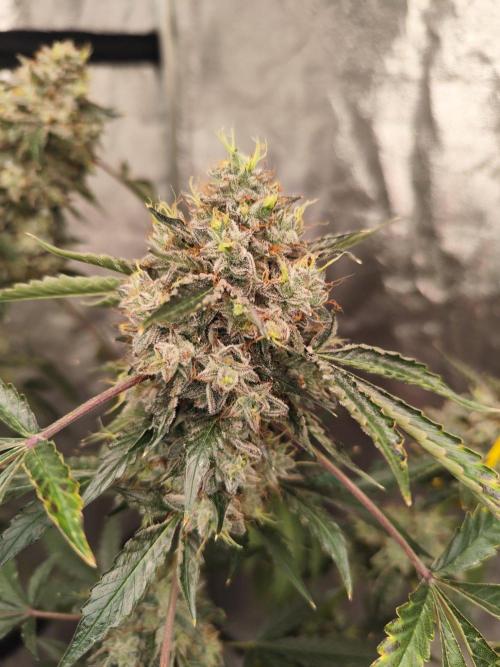 Mephisto's Run. Week 12 - BFO 1