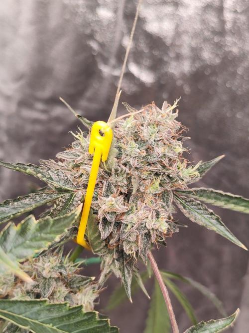 Mephisto's Run. Week 12 - BFO 1