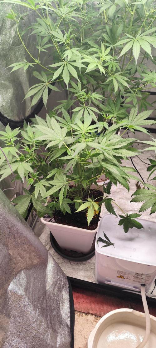 Strawberry Gorilla RF3 + ZtrawberrieZ. Week 6