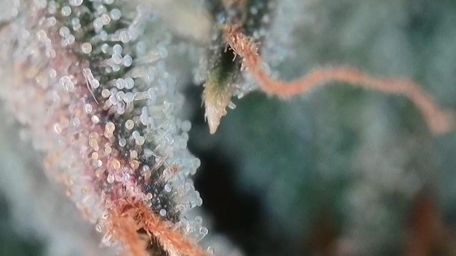 Mephisto's Run. Week 13