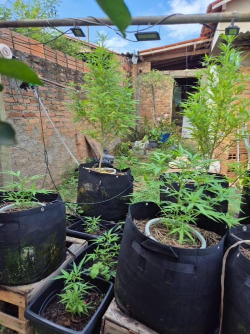 Second Grow - COP. Week 3