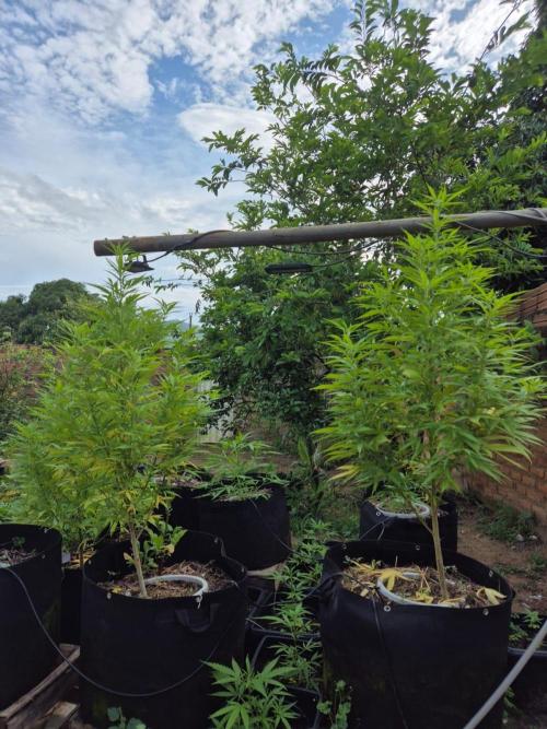 Second Grow - COP. Week 3