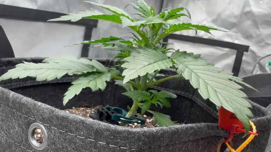 Banana Purple Punch Auto