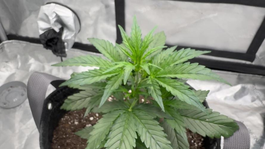 Gorilla Zkittles Auto