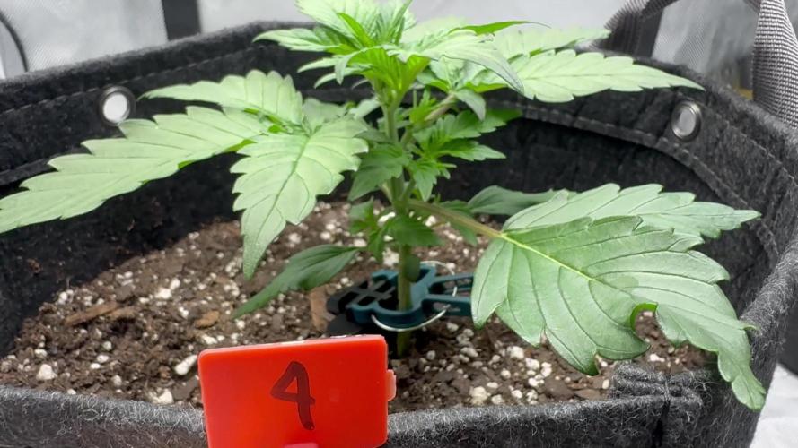 Papaya Cookies Auto