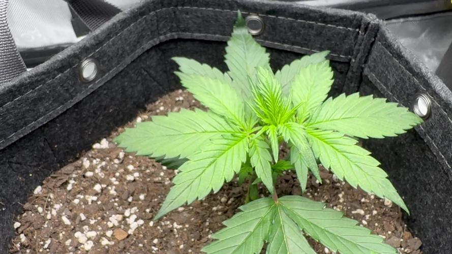 Strawberry Gorilla Auto