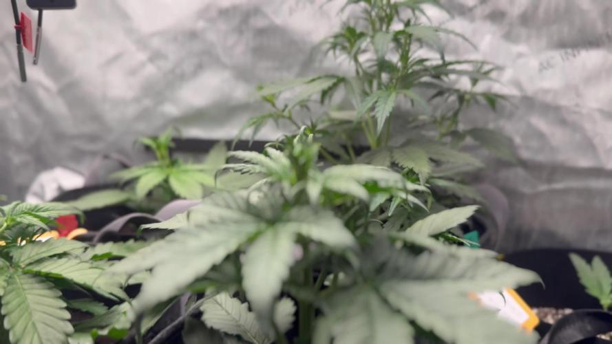 Banana Purple Punch Auto