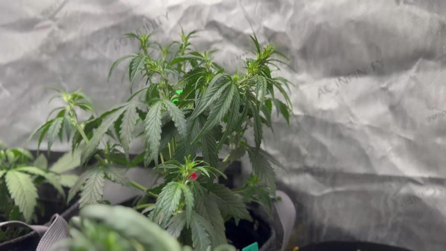 Gorilla Zkittles Auto