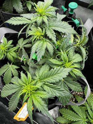 Comment by HillCountryHempCo photo #1