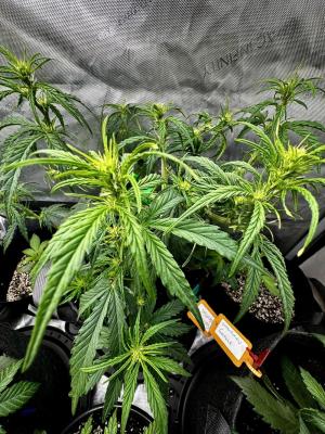 Comment by HillCountryHempCo photo #1
