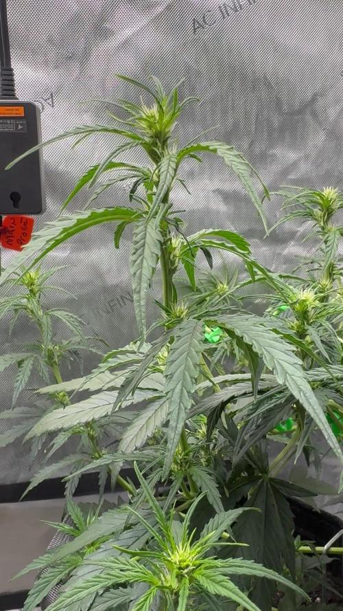 Gorilla Zkittles Auto