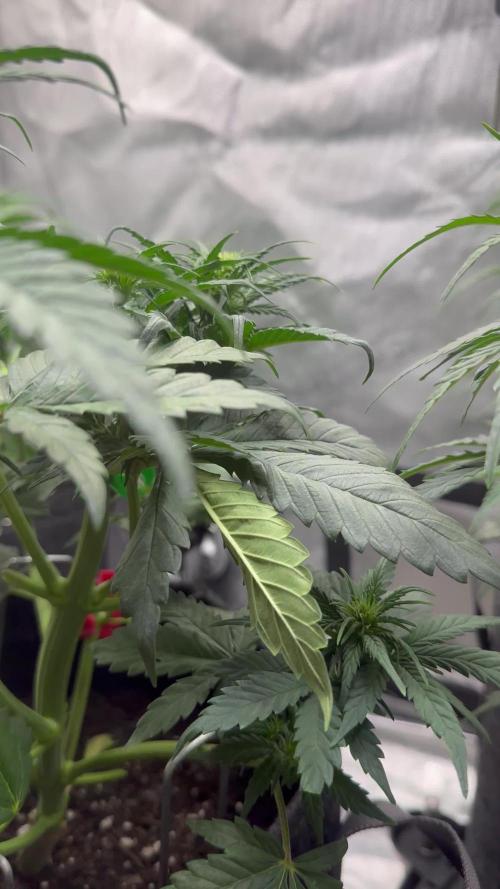 Gorilla Zkittles Auto