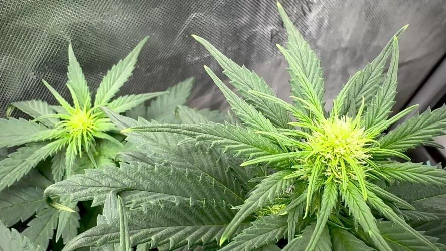 Banana Purple Punch Auto