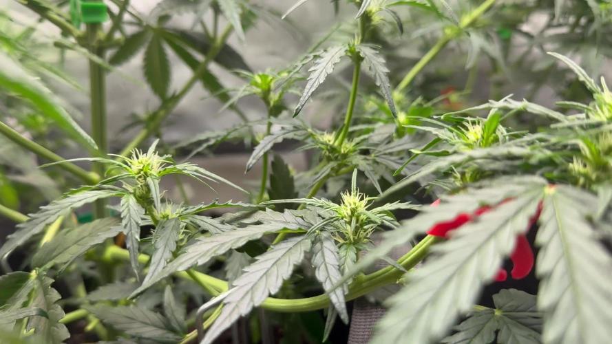 Gorilla Zkittles Auto