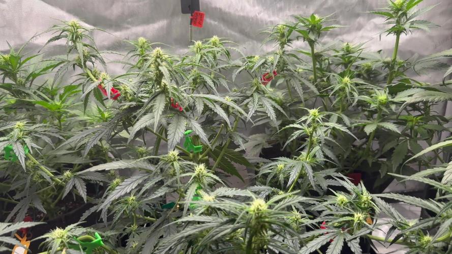 Gorilla Zkittles Auto