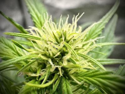 Comment by HillCountryHempCo photo #4