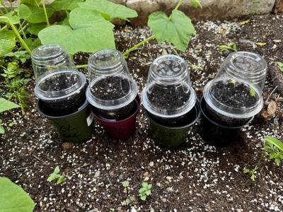 Comment by HillCountryHempCo photo #1