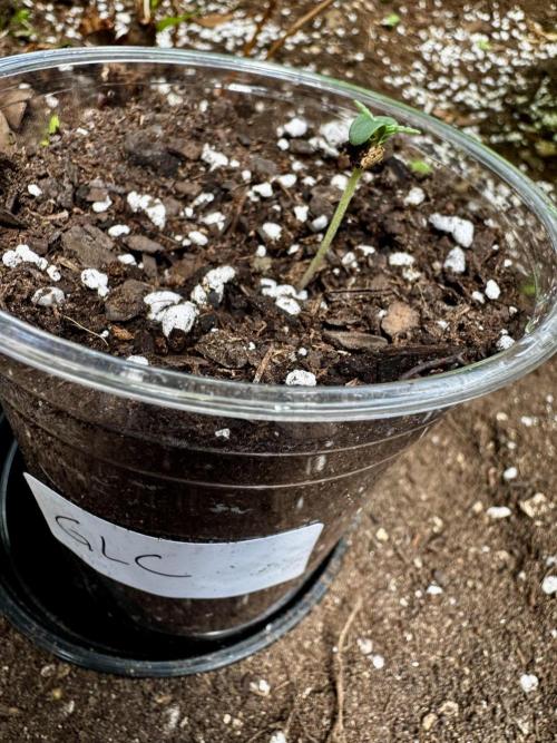 Gorilla Cookies Auto. Week 0