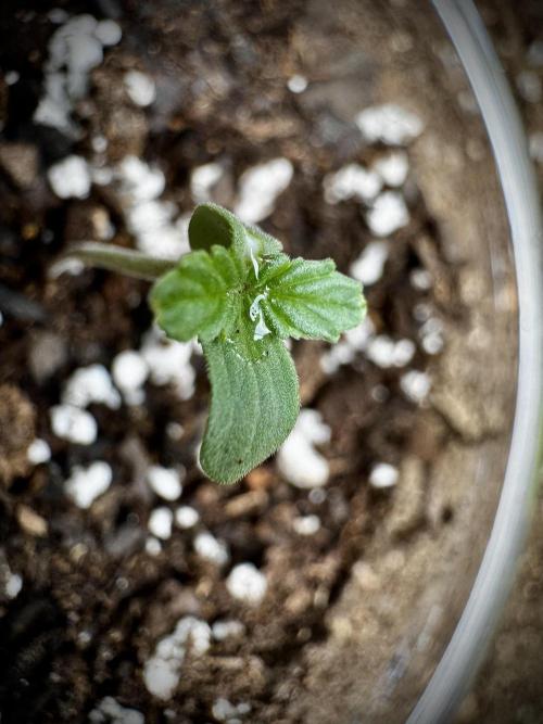 Gorilla Cookies Auto. Week 0