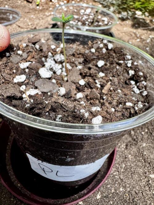 Purple Lemonade Auto. Week 0