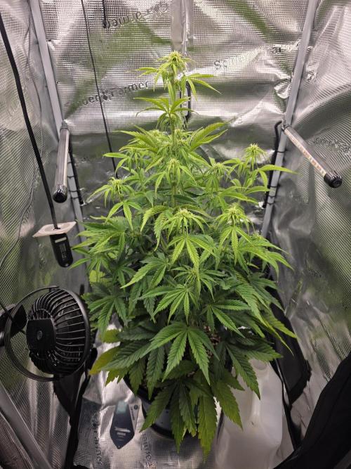 Critical. Week 6